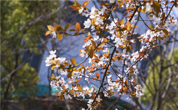 春暖花開，等你歸來——邀你云賞南新春景，以慰思念